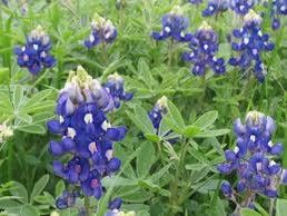 Texas Bluebonnet Seeds ~ Cool Flowers ~ Rare ~ Heirloom Seeds ~ Garden ~ Green Thumb ~ Blue Flowers ~ Plant ~ Flowers ~ Planting ~ Pretty