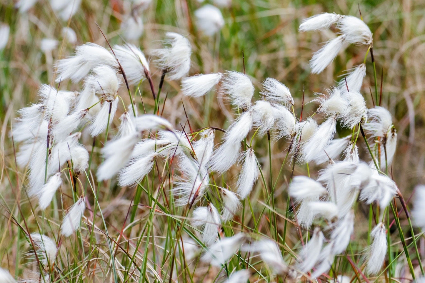 Rare Seuss Cotton Grass Seeds ~ Eriophorum Angustifolium ~ Whimsical ~ Cotton Balls ~ Fairytale ~ Fall ~ Season ~ Dried Flowers ~ Bouquet