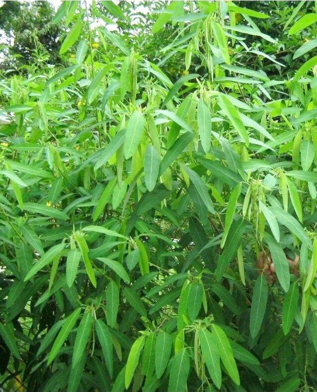BIG Dancing Telegraph Plant Starter Grow Kit~Dancing Tree~Dancing Grass~Dancing Plant~Telegraph Plant~Stocking Stuffers
