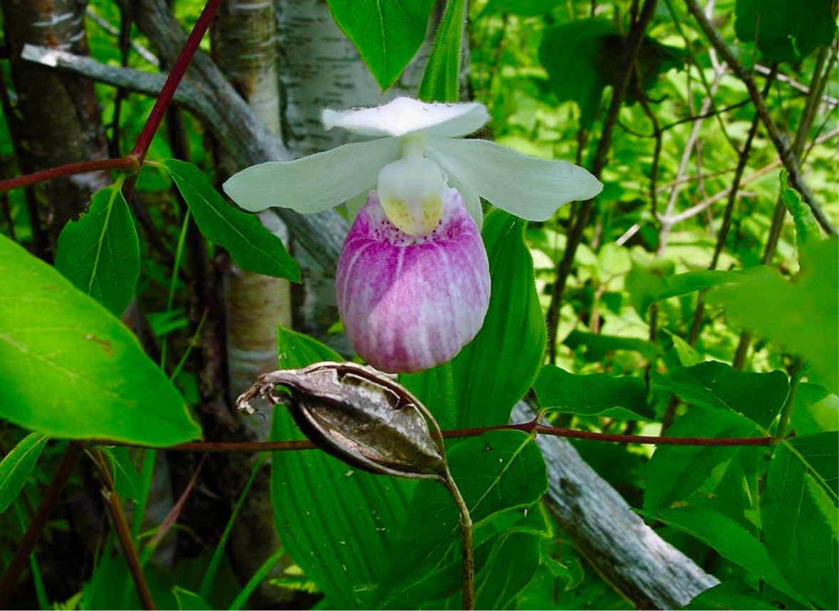 Showy Lady’s Slipper Orchid Starter Grow Kit ~ Cypripedium Parviflorum ~ Stocking Stuffers ~ Fun Projects