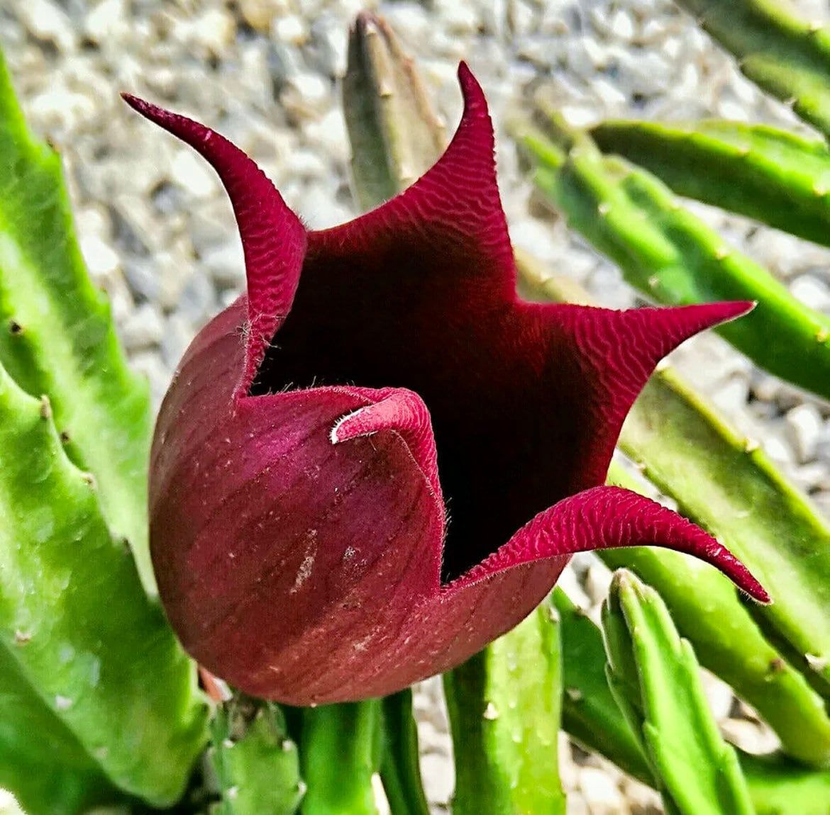 maroon succulent plants Stapelia Leendertziae Seeds ~ Black Bells ~ Maroon Cup Starfish ~ Leen – Your Plant Bitch