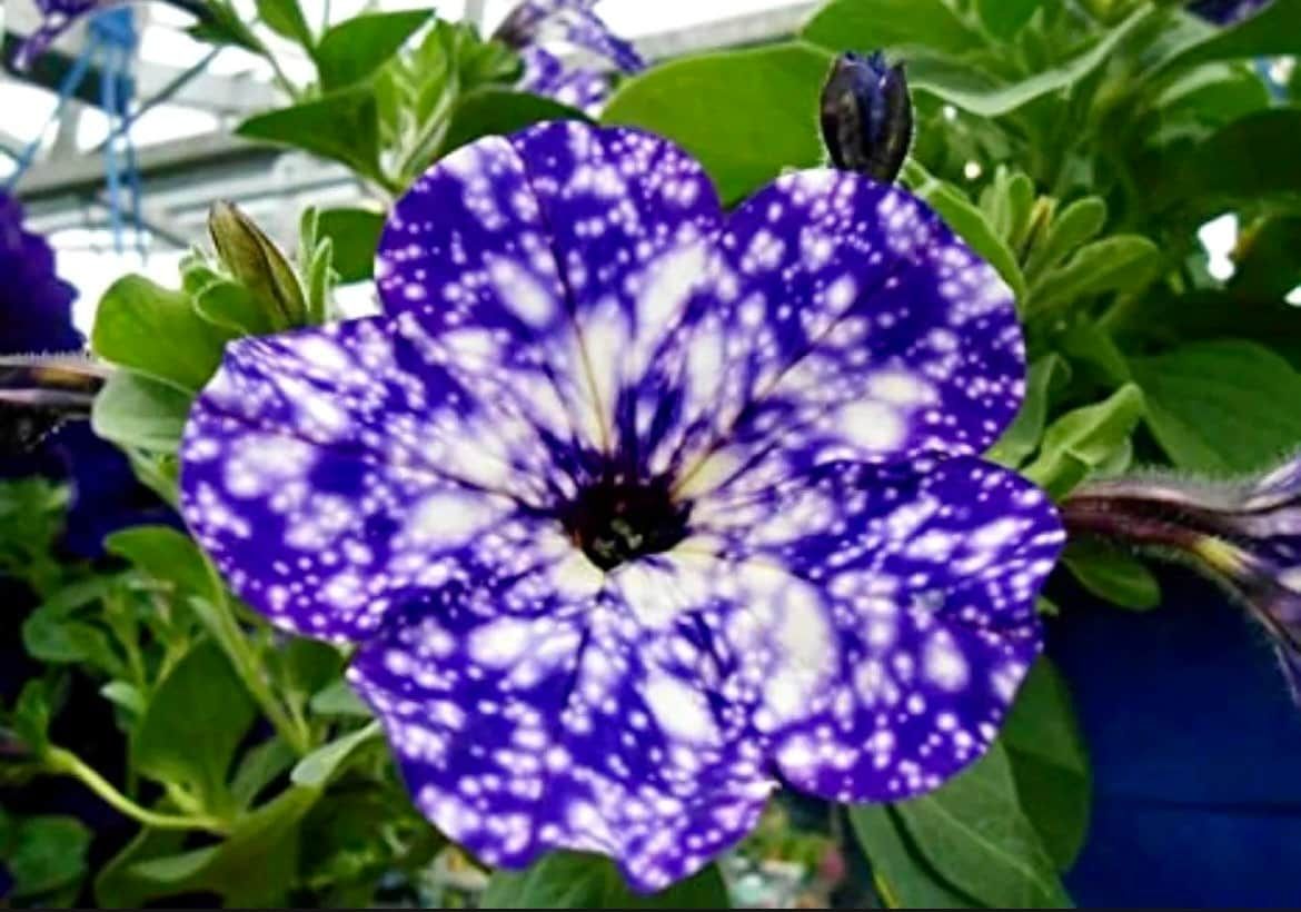 Petunia Starry Sky Blue Seeds ~ Night Sky ~ Grow Your Own ~ Spring Flowers ~ Instead of Flowers