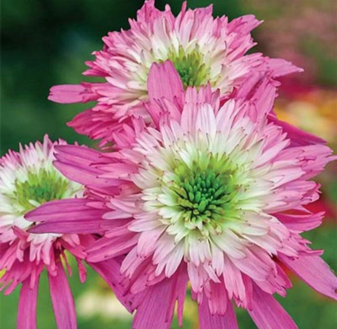green echinacea seeds Double Pink and Green Coneflower Seeds ~ Echinacea Hybrid ~ Perennial ~ Flowering Plant ~ Unusual Flowers ~ Flower ~ Growing Flowers