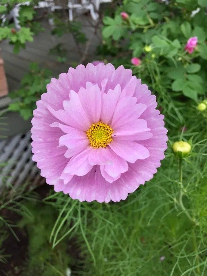 cupcake cosmos flower seeds Cosmos Cupcake Blush Seeds ~ Cosmos ~ Cool Flowers ~ Grow Your Own ~ B – Your Plant Bitch