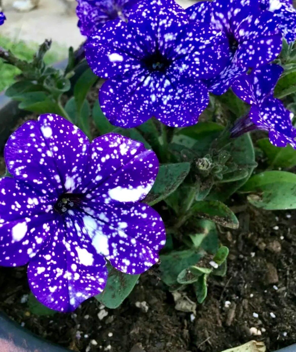 Petunia Starry Sky Blue Seeds ~ Night Sky ~ Grow Your Own ~ Spring Flowers ~ Instead of Flowers