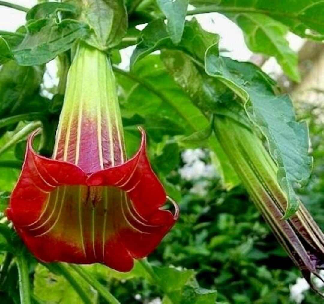 angel trumpet flower seeds Scarlet Angel’s Trumpet Vine Seeds ~ Brugmansia Sanguinea ~ Trumpet Creeper ~ Fresh Seeds ~ Blooms ~ Flowers ~ Instead of Flowers ~ Red