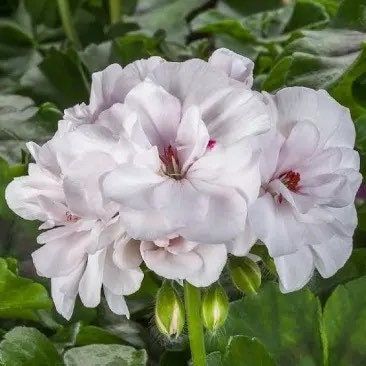 White Ivy Leaf Geranium (Pelargonium X Peltatum Tornado) Seeds ~ Spring Flowers ~ Easy Care ~ Flowers ~ Bouquets ~ Spring