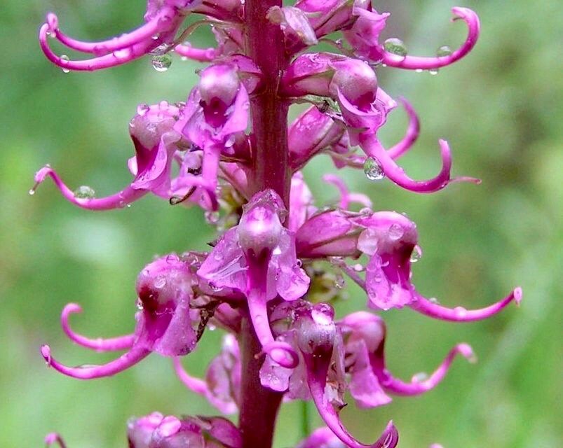 elephant head flower seeds Unusual Pink Lousewort Elephant Head Seeds ~ Pedicularis Groenlandica ~ Garden ~ Grow Your Own ~ Spring Flowers