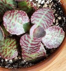 Rare Kalanchoe “Desert Surprise” Seeds ~ Humilis ~ Cactus ~ Cacti ~ Pretty Flowers ~ Easy ~ Flowers ~ Plants