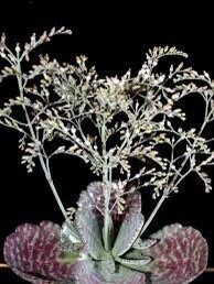 Rare Kalanchoe “Desert Surprise” Seeds ~ Humilis ~ Cactus ~ Cacti ~ Pretty Flowers ~ Easy ~ Flowers ~ Plants