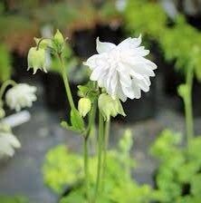 Aquilegia Vulgaris 'Snowballs' (Columbine 'Snowballs') Seeds ~ Plants ~ Garden ~ Grow Your Own ~ Spring Flowers ~Heirloom Seeds