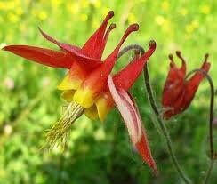 Aquilegia Canadensis Seeds ~ Canadian ~ Canada Columbine ~ Eastern Red Columbine ~ Wild Columbine