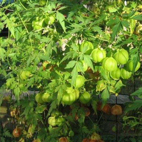 Balloon Vine Seeds ~ Cardiospermum Halicacabum ~ Cool Flowers ~ Rare ~ Heirloom Seeds