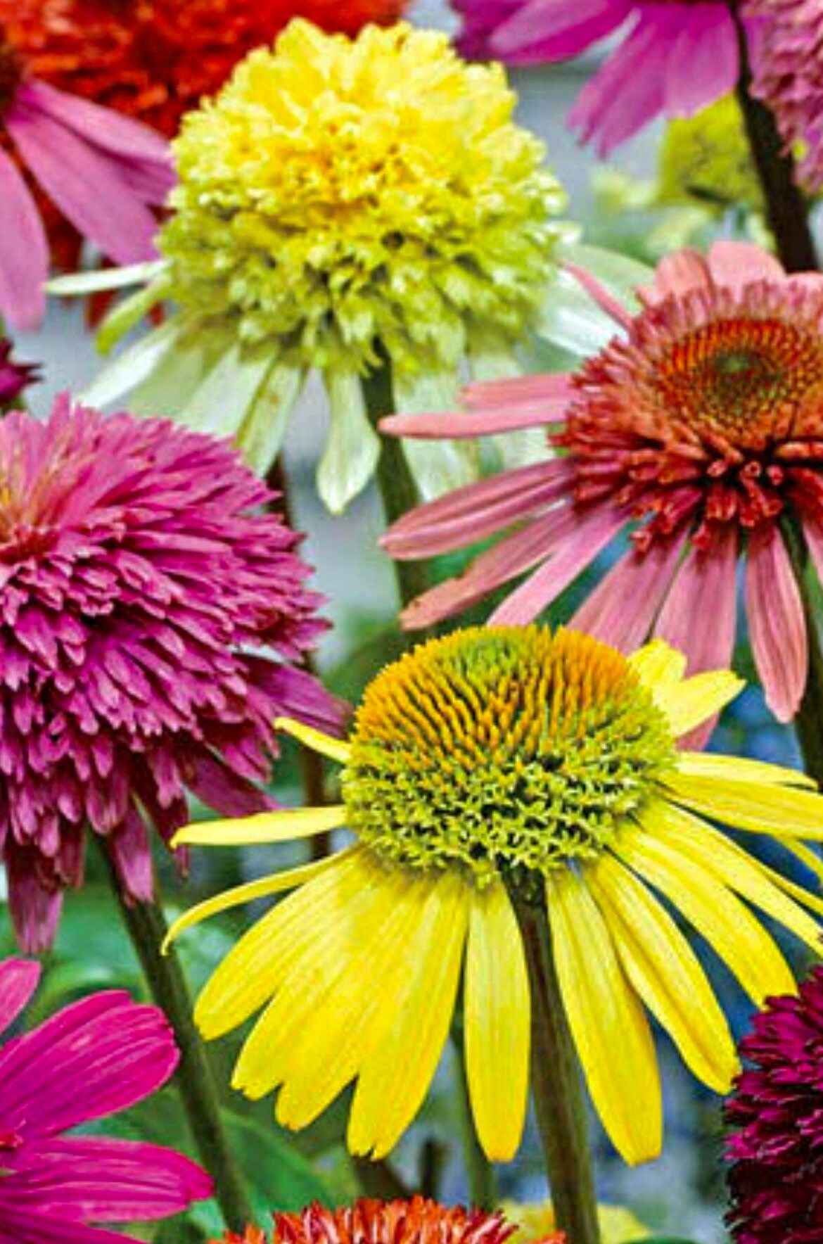 Double Rainbow Mix Coneflower Seeds ~ Edible ~ Flowering Plant ~ Edible Flowers ~ Flower ~ Growing Flowers ~ Garden