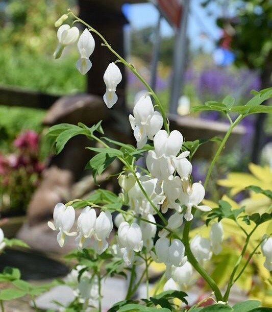 White Bleeding Heart Seeds ~ Dicentra Spectabilis ~ Flowers ~ Gifts ~ Grow Your Own ~ Spring Flowers