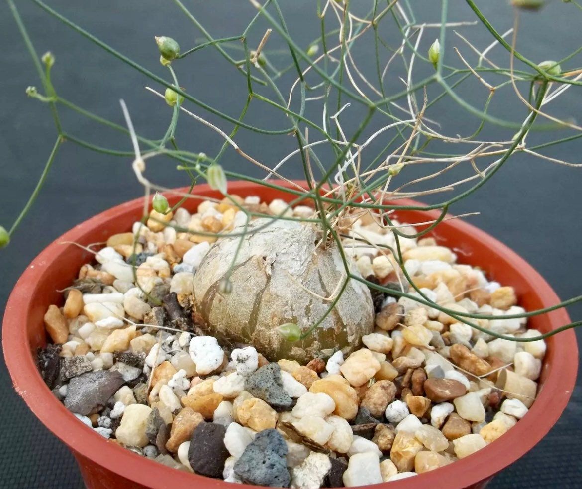 exotic house plant seeds Schizobasis Intricata Seeds ~ Exotic ~ Rare ~ Caudex ~ Onion Cactus – Your Plant Bitch