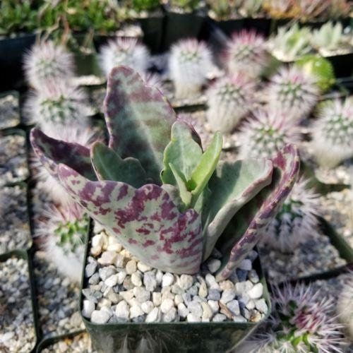 Rare Kalanchoe “Desert Surprise” Seeds ~ Humilis ~ Cactus ~ Cacti ~ Pretty Flowers ~ Easy ~ Flowers ~ Plants