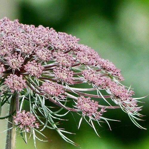 Maroon Lace Flower Seeds ~ Purple Kissesara ~ Daucus ~ Queen Anne's Lace ~ Daucus Carota ~ Dried Flowers ~ Dried Flowers Bouquets ~ Boho