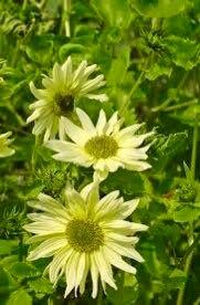 Italian Green Heart Sunflower Seeds ~ Helianthus Debilis ~ Pretty Flowers ~ Autumn ~ Bouquets ~ Fresh Cut Flowers