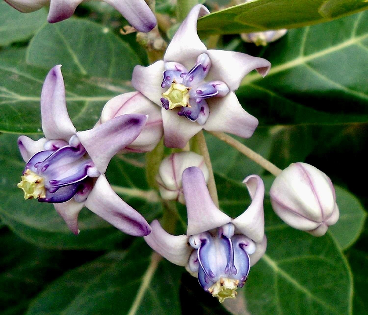 rare exotic plant seeds Rare Crown Flower Milkweed Seeds ~ Crown Flower ~ Calotropis Gigantea ~ Exotic ~ Unique ~ Tropical ~ Hawaii ~ Leis