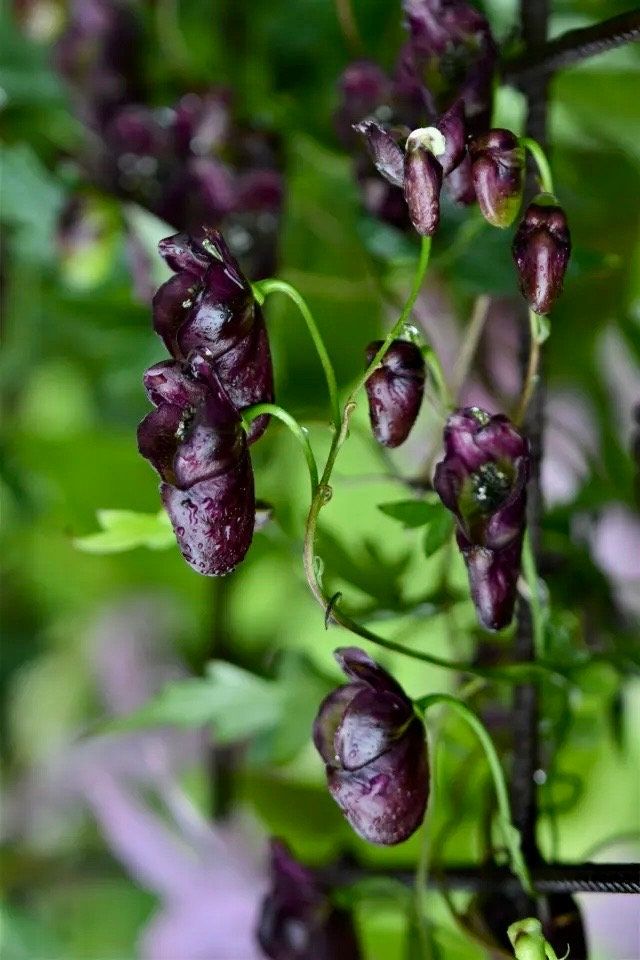 Rare Red Wine Climbing Monk's Hood Seeds ~ Aconitum Hemsleyanum ~ Devil's Helmet ~ Herbaceous Perennial Plants ~ Rare