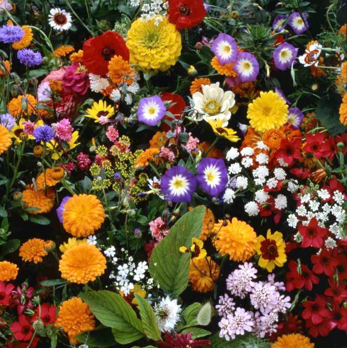 bouquet flower seeds Japanese Flower Garden Seeds ~ Plants ~ Garden ~ Grow Your Own ~ Spring Flowers ~ Pretty ~ Bouquet ~ Flowers for Home
