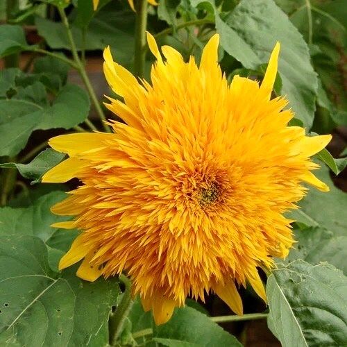 Goldy Double Sunflower Seeds ~ Helianthus Annuus ~ Pretty Flowers ~ Garden ~ Fall ~ Heirloom Seeds ~ Autumn