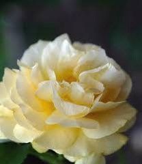 Light Yellow Rose Seeds ~ Flower Bush ~ Perennial Flowers ~ Roses ~ Fragrance ~ Bouquet ~ Wedding ~ Flowers