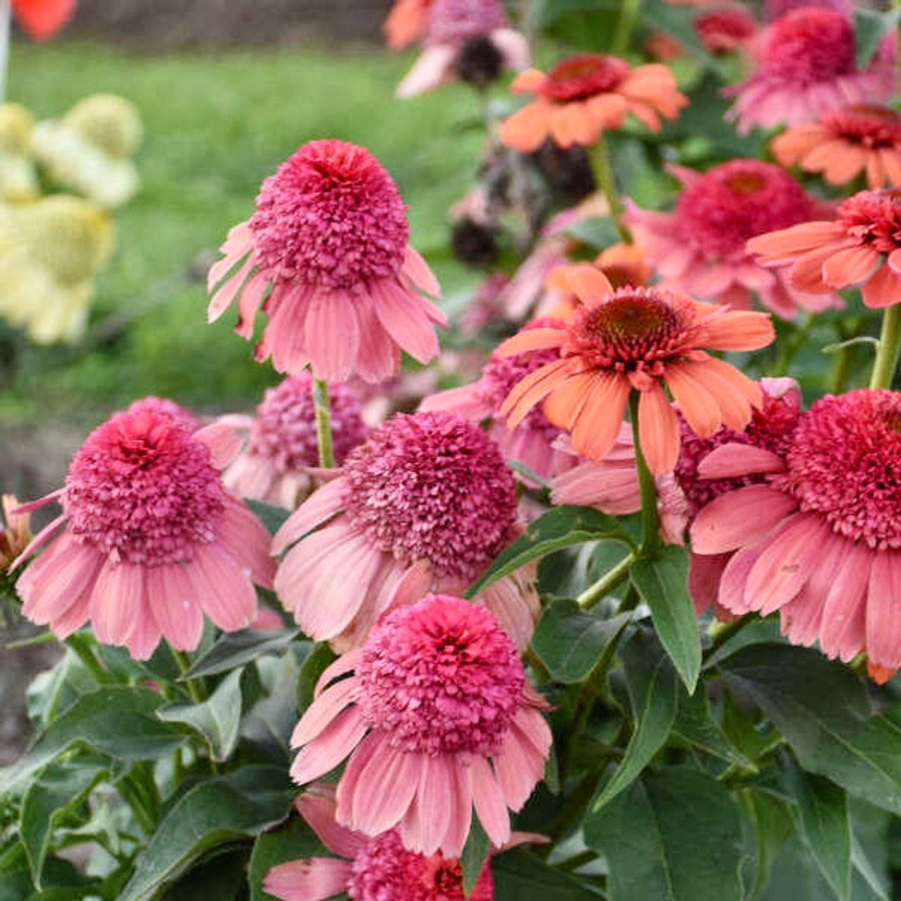 echinacea sensation pink seeds Double Pink Sherbet Coneflower Seeds ~ Echinacea Hybrid ~ Flowering Plant ~ Unusual Flowers ~ Flower ~ Growing Flowers ~ Garden ~ Plant