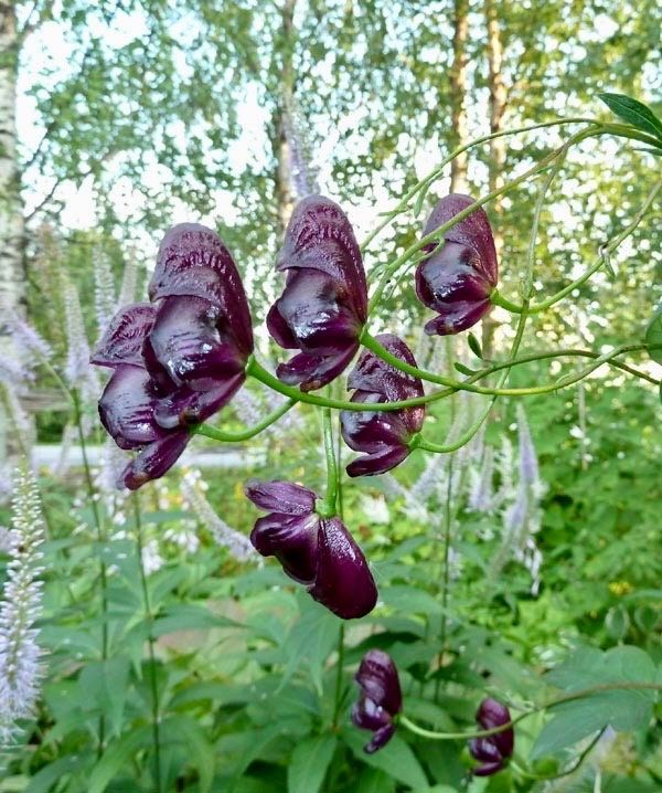 Rare Red Wine Climbing Monk's Hood Seeds ~ Aconitum Hemsleyanum ~ Devil's Helmet ~ Herbaceous Perennial Plants ~ Rare