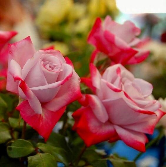white roses seeds Red and Pink Rose Seeds ~ Flower Beautiful ~ Home Garden Plant Seeds ~ – Your Plant Bitch