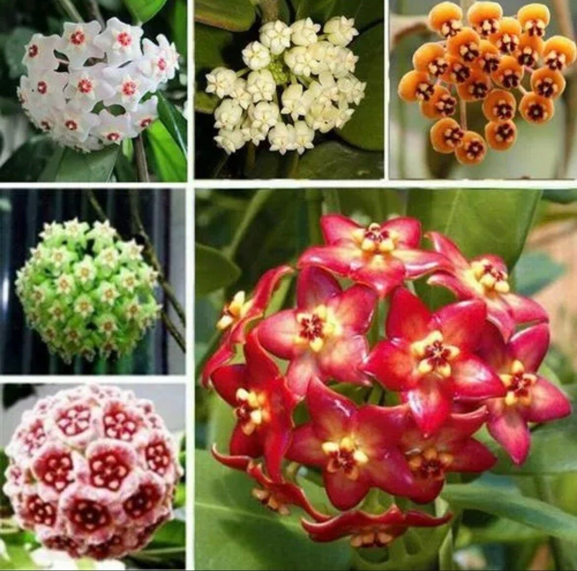 YOUR PLANT BITCH’S HOYA MIX SEEDS