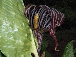 Arisaema Ciliatum Seeds ~ Himalayan Cobra Lily ~ Arisaema Consanguineum ~ Unique ~ Cool Plants ~ Garden ~ Grow Your Own