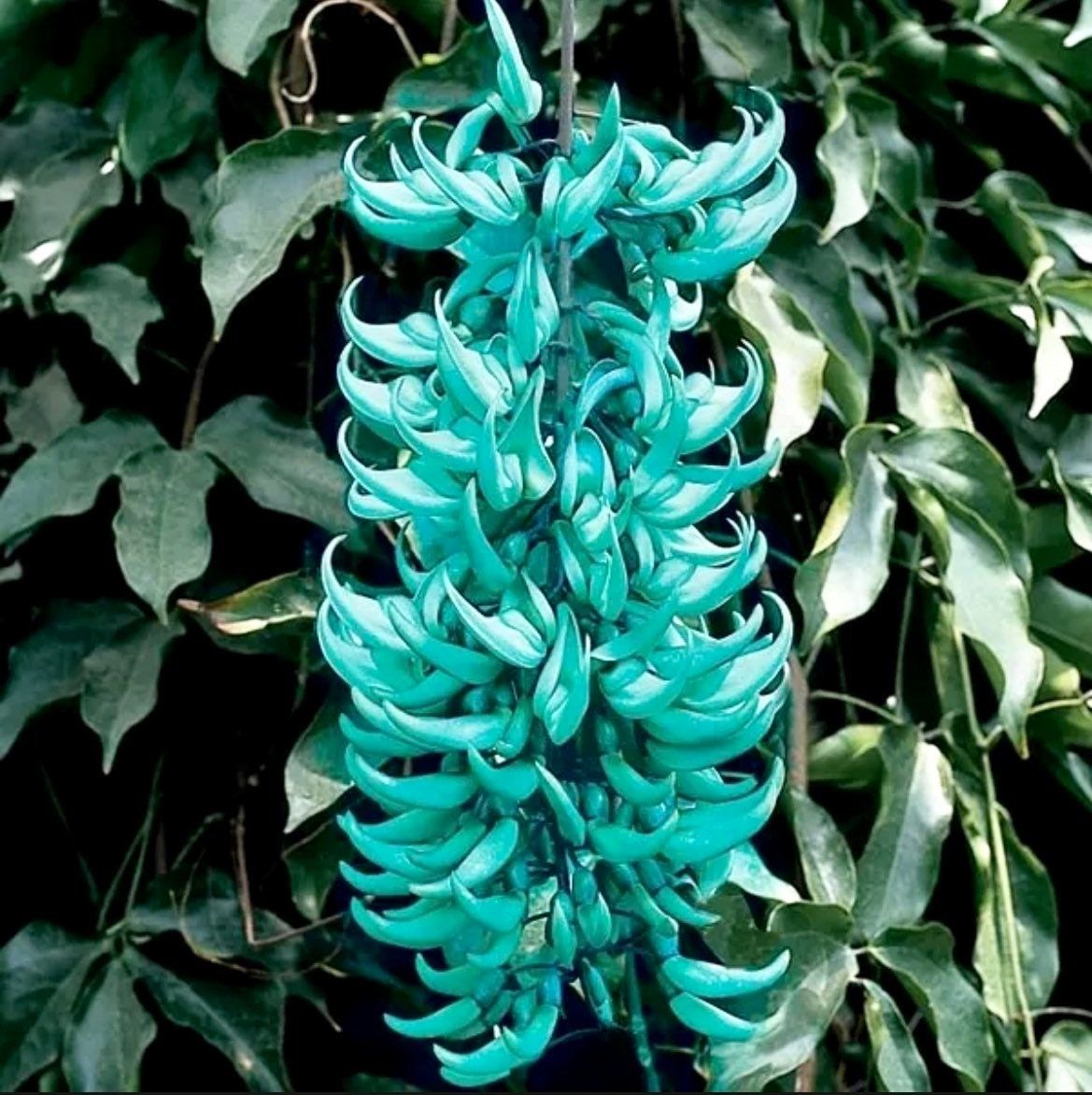 Rare Jade Heirloom Jade Vine Seeds ~ Strongylodon Macrobotrys ~ Emerald Vine ~ Emerald Creeper ~ Exotic