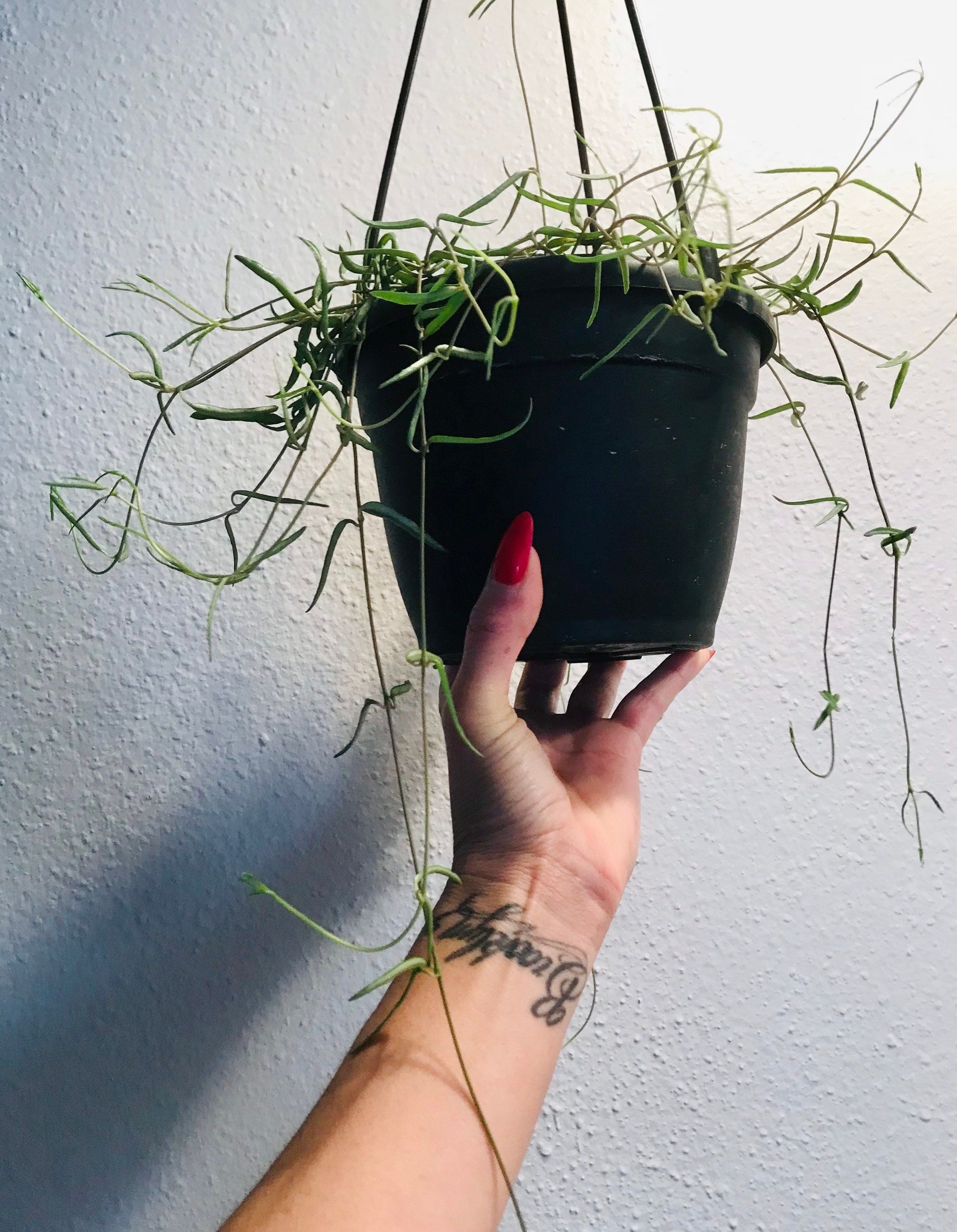 string of needles succulent Hanging String of Needles ~ Ceropegia Linearis ~ Agnes ~ Succulent ~ H – Your Plant Bitch