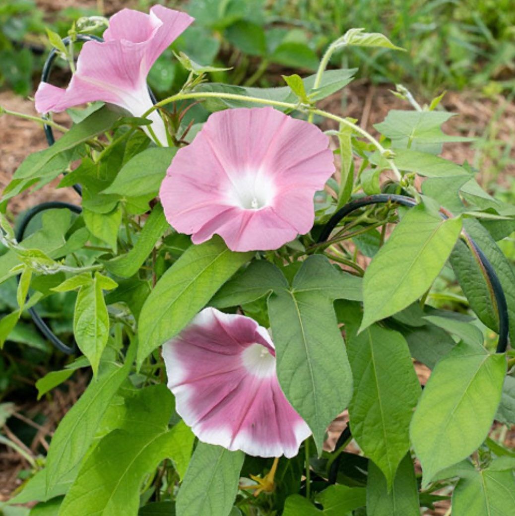 Chocolate Morning Glory Seeds ~ Ipomoea Nil~ Plants ~ Garden ~ Grow Your Own ~ Spring Flowers ~ Instead of Flowers ~ Flowers