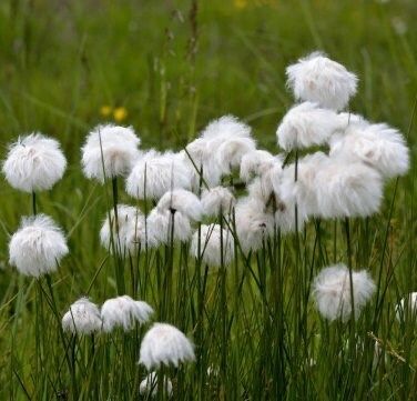 Rare Seuss Cotton Grass Seeds ~ Eriophorum Angustifolium ~ Whimsical ~ Cotton Balls ~ Fairytale ~ Fall ~ Season ~ Dried Flowers ~ Bouquet