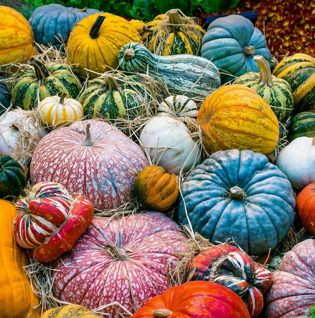 pumpkin seeds to plant for sale Rare Mixed Pumpkin Seeds ~ Grow Your Own ~ Autumn ~ Halloween ~ Fairytale ~ Decorations~ Gothic