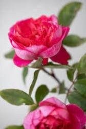 Bi Color Pink Rose Seeds ~ Flower Bush ~ Flowers ~ Roses ~ Fragrance ~ Bouquet ~ Wedding ~ Flowers ~ Valentine’s Day Flowers ~ Love ~ Gifts