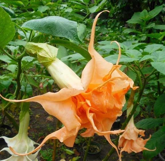 Orange Double Angel’s Trumpet Seeds ~ Blooms ~ Flowers ~ Instead of Flowers ~ Gardening ~ Unique