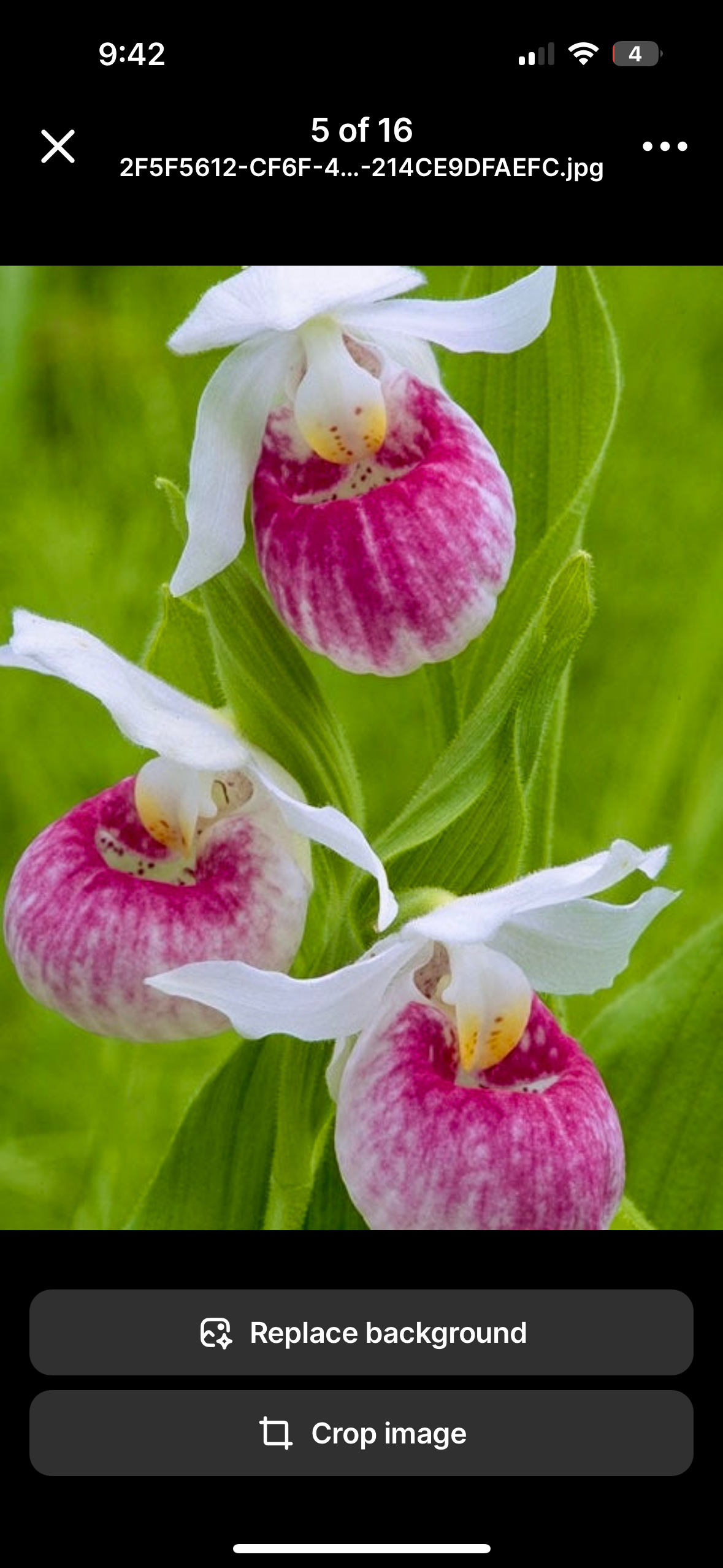 Showy Lady’s Slipper Orchid Starter Grow Kit ~ Cypripedium Parviflorum ~ Stocking Stuffers ~ Fun Projects