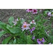 Chile Schizanthus Seeds ~ Plants ~ Garden ~ Grow Your Own ~ Spring Flowers ~ Instead of Flowers ~ Flowers
