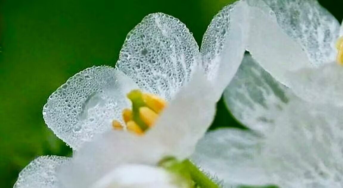 Skeleton Flower Seeds ~ Crystal Flower ~ Gray’s Double-Leaf ~ Twoflower ~ Diphyl