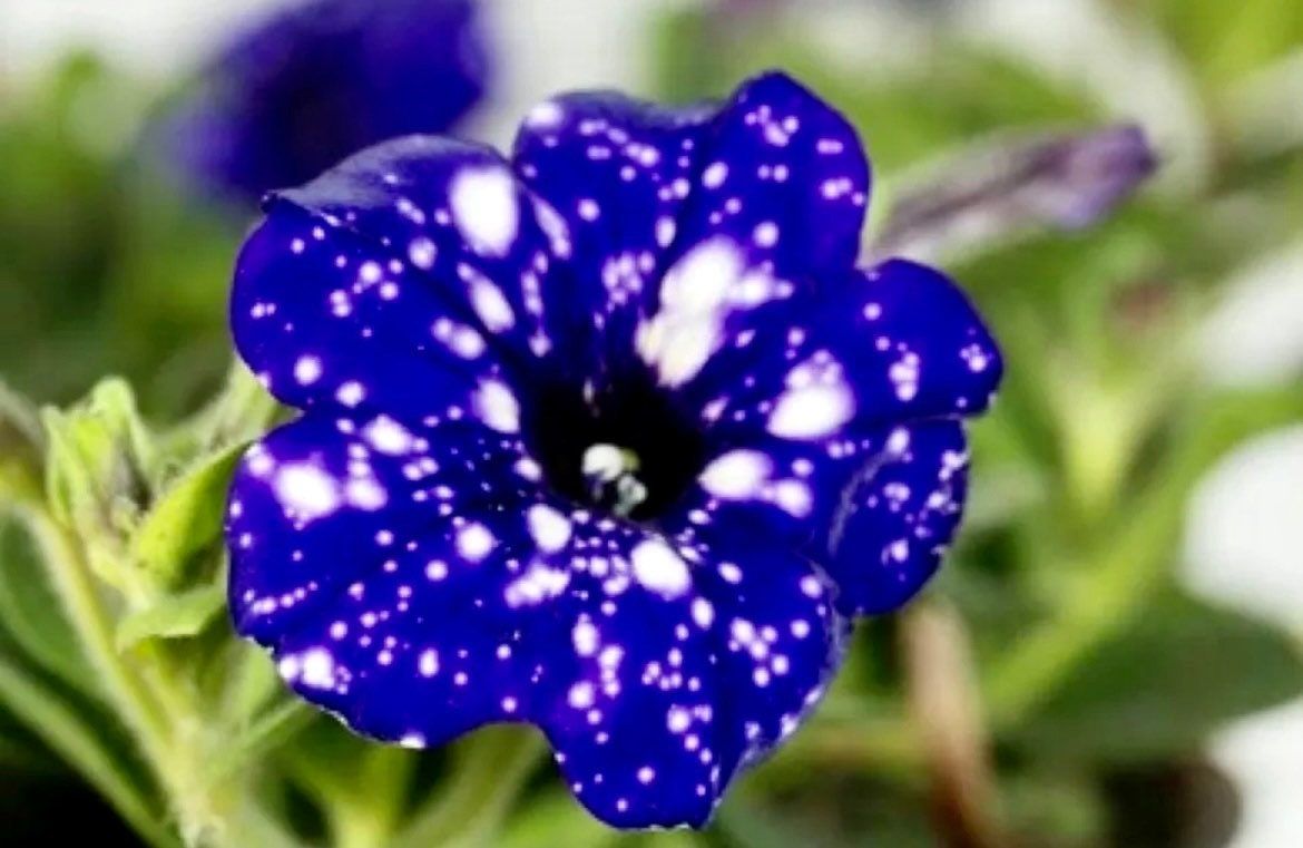 Petunia Starry Sky Blue Seeds ~ Night Sky ~ Grow Your Own ~ Spring Flowers ~ Instead of Flowers