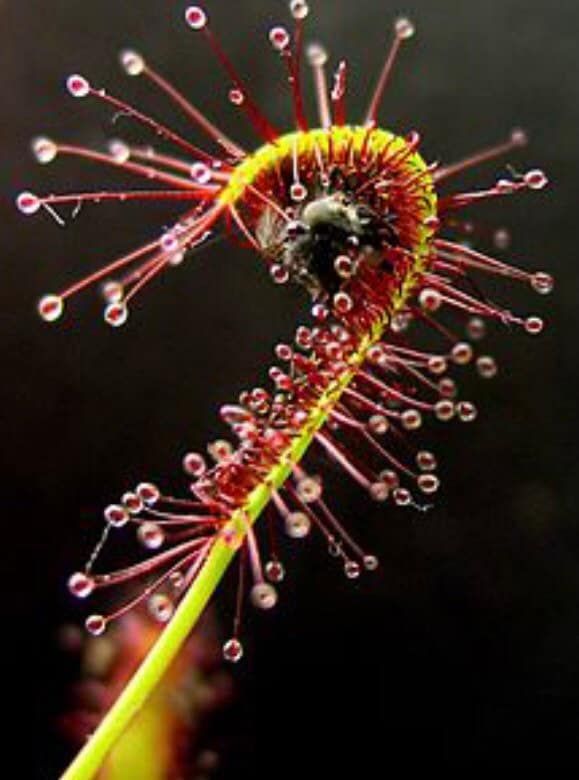 grow carnivorous plants from seed Various Drosera Seeds~Carnivorous Plants~Carnivore~Drosera Capensis~ S – Your Plant Bitch