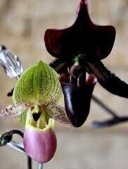 Black Lady’s Slipper Orchid Starter Grow Kit ~ Gift Ideas ~ Fun Projects ~ Holiday Gift Ideas ~ Presents ~ Stocking Stuffers ~ Plant Lover