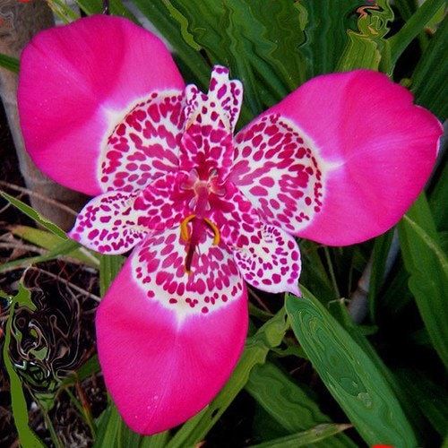 peacock plant seeds Rosa Tigridia Pavonia Seeds ~ Tiger Flower ~ Mexican Shell Flower ~ Pe – Your Plant Bitch