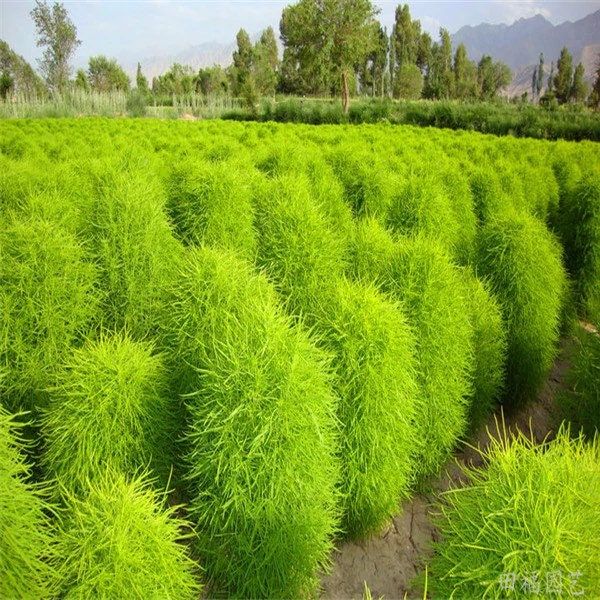Broomsedge Seeds ~ Plants ~ Garden ~ Grow Your Own ~ Spring Flowers ~ Instead of Flowers ~ Grass