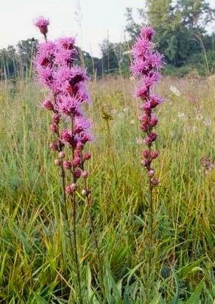 Liatris Scariosa ~ Northern Blazing Star ~ Wildflowers ~ Butterflies ~ Bumblebees ~ Garden ~ Flowers ~ Spring ~ Bloom