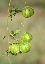 Balloon Vine Seeds ~ Cardiospermum Halicacabum ~ Cool Flowers ~ Rare ~ Heirloom Seeds